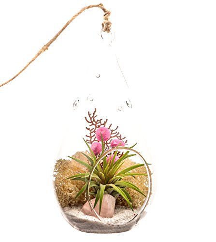 Bliss Gardens Air Plant Terrarium with Rose Quartz - 7