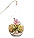 Bliss Gardens Air Plant Terrarium with Rose Quartz - 7" Teardrop Glass - Pretty Pink Countryside