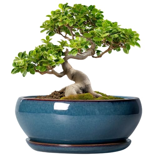 SQOWL Bonsai-Töpfe, 25,4 cm, große Keramik-Sukkulententöpfe, Flacher Übertopf mit Ablaufloch und Untersetzer… – Ansicht 1