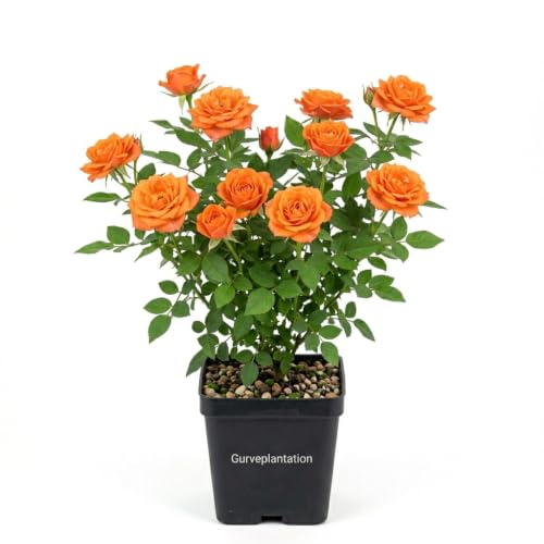 Image of Rose Plant (Desi Hybrid Variety) - Live Flowering Plant for Home & Garden Decoration Rose Flower plant live with Plastic Pot (Orange)