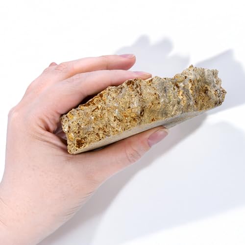 Image of Eisco Fossiliferous Limestone Rock Specimen, Visible Fossils, 3 inch Sample