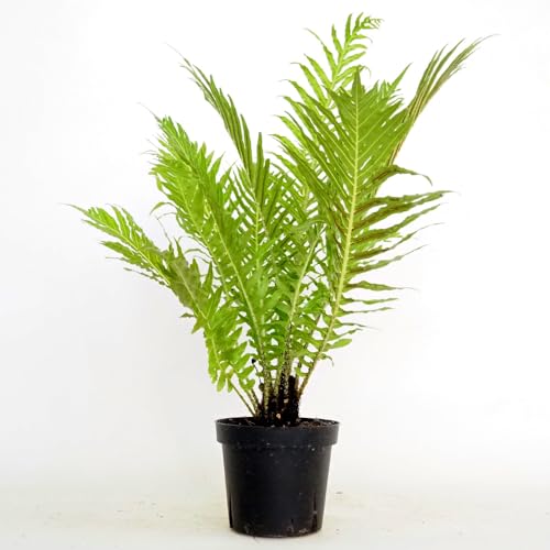 ITANSE ブレクナム シルバーレディー 3号 1個売り 観葉植物 学名 Blechnum gibbum Silver lady シシガラシ科 ヒリュウシダ属 別名 ロマリア ヤシの木のような葉姿が魅力的なシダ植物 比較的虫がつきにくい 室内で育てやすい