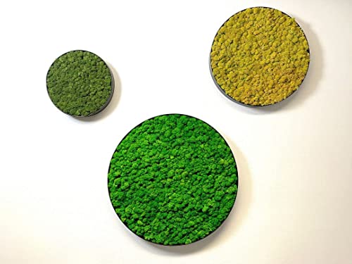 Prefleur Preserved Reindeer Craft Moss Natural Green Diy Kit Terrariums Gardenning Art Wall Florist Decor Easter Table Decor Wedding Decor (3 Oz)(Green-02) #TOP6
