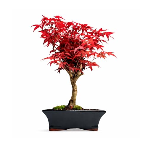 Japanese Maple Bonsai Tree Acer Palmatum Deshojo Outdoor Bonsai 8-10 Years Old Bright Red Spring Leaves 20cm Pot Gift for Garden & Bonsai Lovers