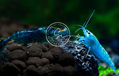 Swimming Creatures&trade; Premium Neocaridina Shrimp &ndash; Fun Two-Color Combo for a Vibrant Aquarium...