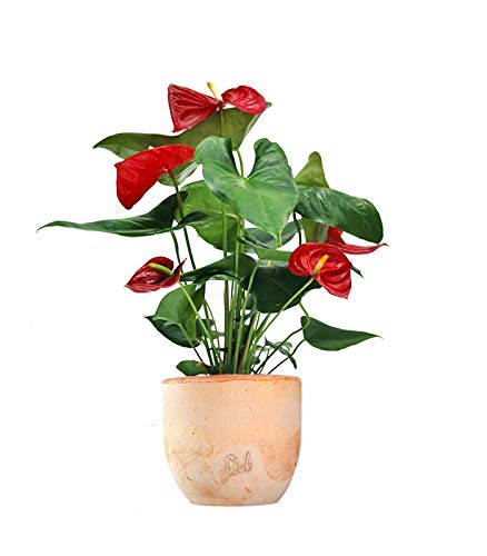 Anthurium Rosso Altezza 45 cm, Pianta Vera, Pianta da Interno, Vaso Artigianale in Terracotta