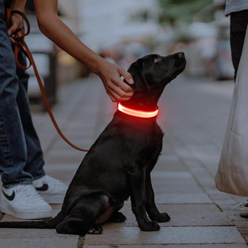 Illumifun Leuchthalsband Hund Aufladbar LED Hundehalsband Wasserdichtes Leuchthalsband für kleine und große Hunde, Hundelichter für nächtliche Spaziergänge (Rot, M)
