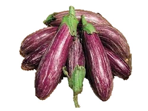 ゼブラなす 種 6粒