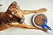 Van Ness 2 Cup Capacity Pet Food Scoop (Single)