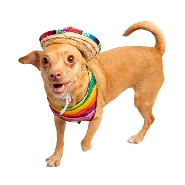 Cinco de mayo dog outfit - 2 piece set - mexican sombrero hat and collar - dog sombrero hat - dog bandana - mexican dog collar - pet costume for smaller dogs - cat costume - mexico fiesta by pet krewe - image 7