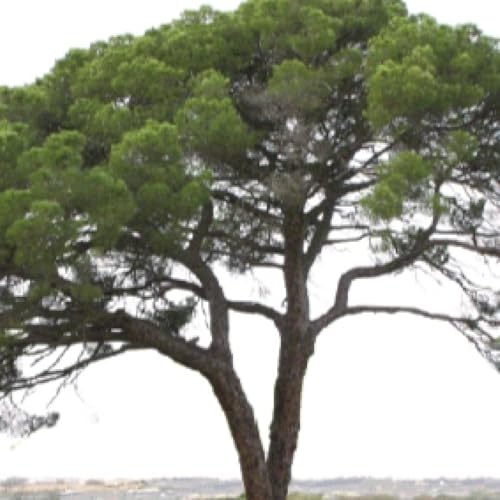 &Aacute;rboles de la provincia de Huelva con leyendas, una fuente inagotable