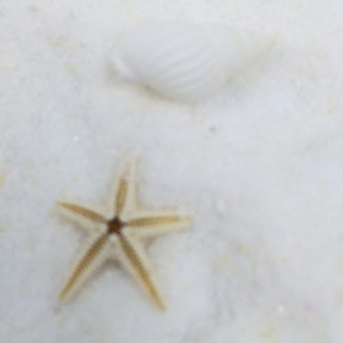 Natural Beach Starfish and Sea Shell Aquarium Terrariums Miniature Garden Fairy Gardens Ornament Doll House Cake Topper Resin Figurine Decoration image 2