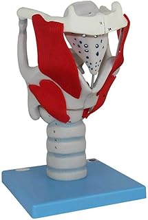 Human Larynx Anatomical Model， Human Larynx Structure and Function Trachea Magnification Model for Medicaluseful SaiFei