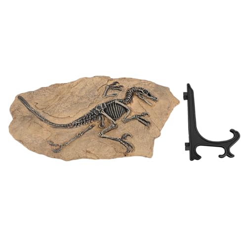 Fossile de dinosaure haute simulation réplique de musée 33cm