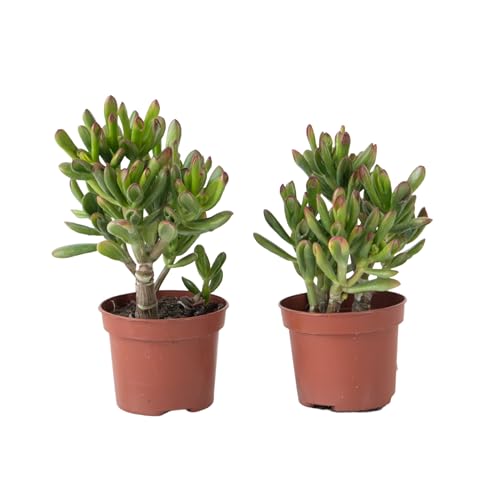 Plant in a Box - Plante de Jade - Lot de 2 - Crassula ovata 'Gollum' - Hauteur 15-25 cm - Pot 12 cm - Plante succulente - Verte