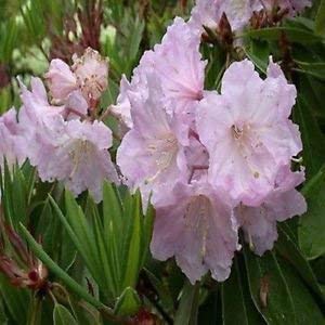 vegherb Rhododendron Fortunei Bush Seeds (Rhododendron Fortunei) 200 + Graines