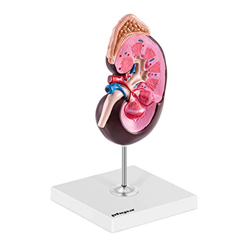 Physa Maquette Modèle Anatomique Du Rein Humain Anatomie En Plastique PHY-KM-3 (3D, 1,5 Fois La Taille Réelle, Très Riche En Détails, Plastique, Sur Base) Cover