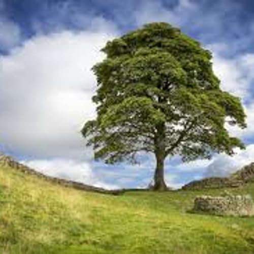 Episode 277 - The Sycamore Gap Mystery & Rattlesnake Kate