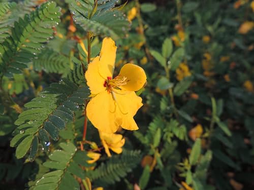 Partridge Pea (Cassia fasciculata), Seed Packet, True Native Seed
