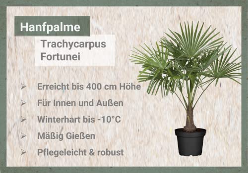 Hanfpalme Flowforia – Winterharte Palme bis -10°C