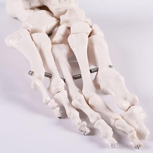 Biadahirea BIADAHIREAGGA1030 Human Foot Skeleton Model thumb #6