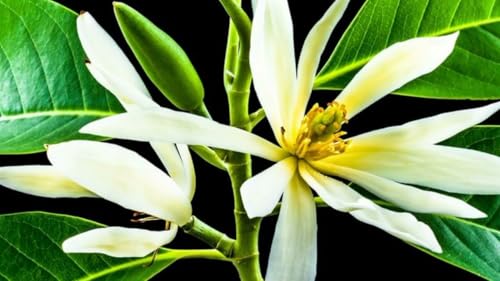 Image of White Swarna Champa - All-Time Blooming Hybrid Plant (Michelia Champaca) | Sonchapa, Hirwa Chafa, Sarna Chapa | Pack of 1 Live Plant inch