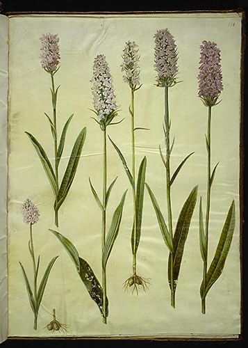 Tableau en toile Hans Simon Holtzbecker d'art botanique haut de gamme