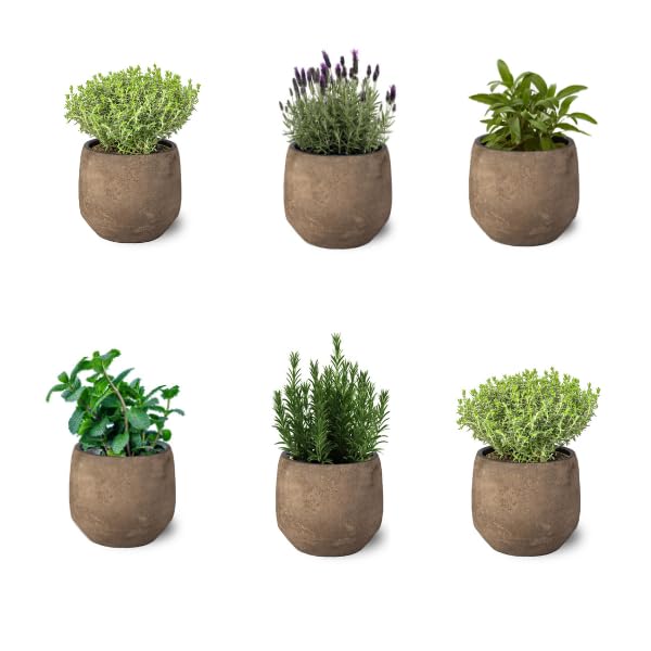 Mix de 6 Plantas Aromáticas Variadas de Exterior en Maceta Ø10 cm Hierbas para Cocinar Huerto urbano y Jardín (No incluye Maceta de Ceramica)