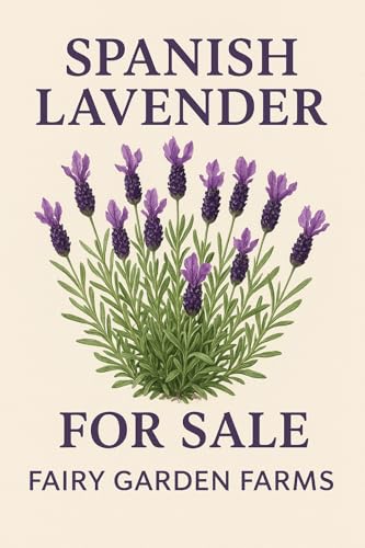 2-Pack Small(2-4' Tall) Live Spanish Lavender Plants, 2 Count deep, Purple Flowering Herbs in 3' Pots, Full Sun Deer Resistant