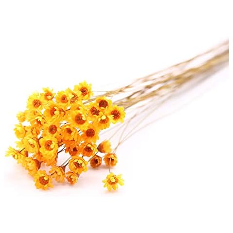 MLSG 100 stems Natural Dry Flowers Brazilian Small Star Daisy Decorative Dried flowers Mini Daisy Chamomile Bouquet for Wedding Floral Arrangements Home Decorations Valentine's Day Gifts (Orange) Cover