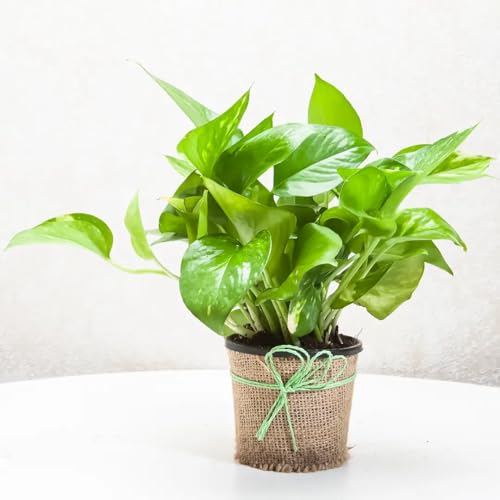 Image of Small Indoor Houseplant for Home Office Decor (Live Money Plant Low Maintenance Houseplant for Home Office Desk Decor)
