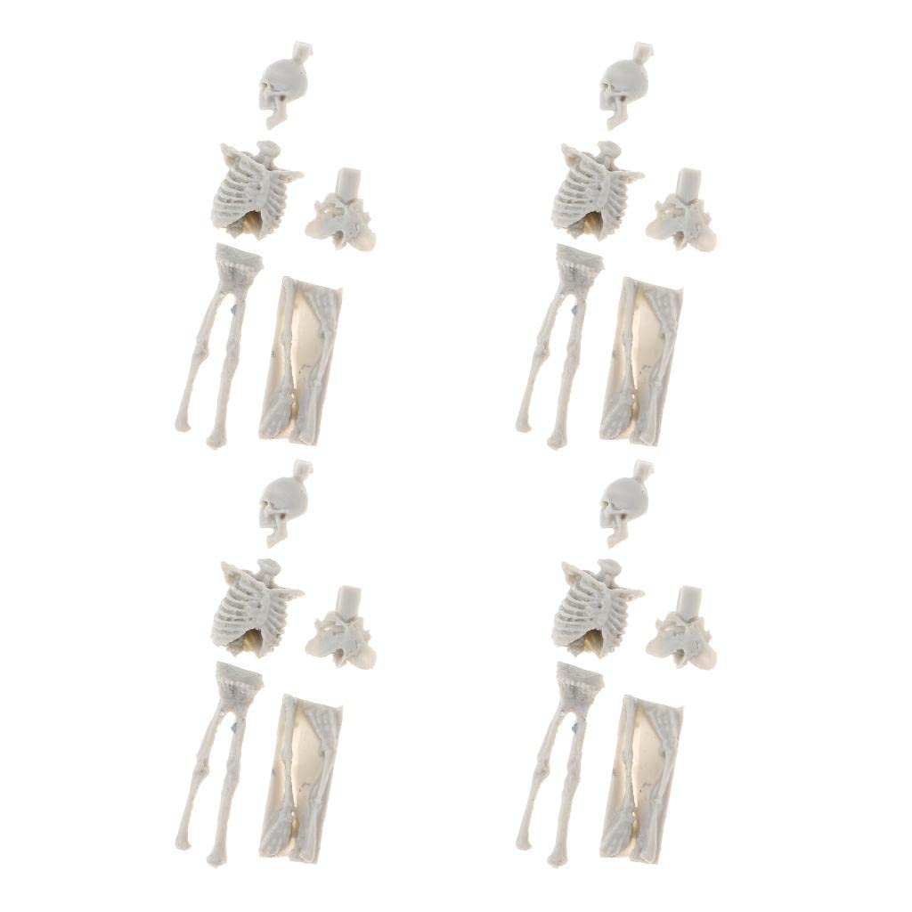 Model Layout for Resin Skulls in 1:35 Scale for Armament Scenes