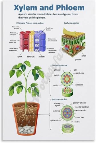 IZKSHCXN Plant Xylem And Phloem Transport Poster Educational Canvas Wall Art for Living Room Aesthetic Decor Bedroom Kitchen Office 16x24 inch