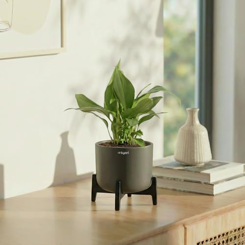 Image of Kyari Peace Lily Live Plant with Blue Self Watering Pot 4 Inch - Peace Lily Indoor Live Plant with Pot for Home, Living Room, Bedroom, Office - Flowering Air Purifying Indoor Plant