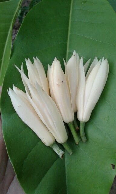 Image of White Swarna Champa - All-Time Blooming Hybrid Plant (Michelia Champaca) | Sonchapa, Hirwa Chafa, Sarna Chapa | Pack of 1 Live Plant inch
