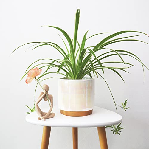 Gepege White Indoor Pots For Plants, Ceramic Planter With Drainage Hole, 6.0 Inch+5.0 Inch+4.0 Inch. Succulent Orchid Flower Pot - Rainbow Pearl Glaze #TOP4