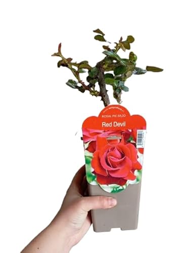 Rosal Rojo Planta Arbustiva con Rosas Naturales - Belleza para Todo el Año