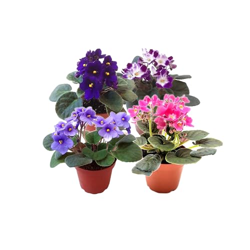 4-Pack of 4 Pots African Violets Saintpaulia ionantha from 12 Available Colors Colors May Vary but All Different African Violet Live Plant African Violet Plants Plant Gifts Holiday Gifts