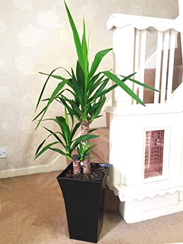Easy Plants 1 grand yucca sans colonne dans pot Milano noir brillant – 90/100 cm de haut