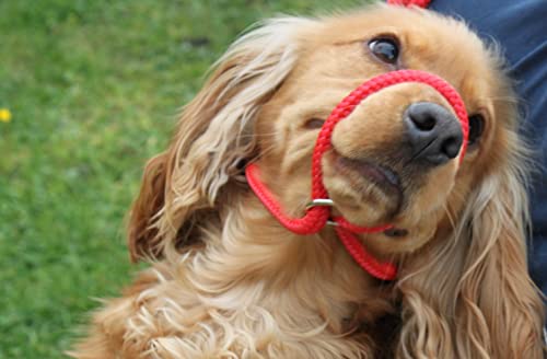 No More Pulling! Anti Pull Lead Field Figure 8 / Halter/Head Collar One Size Fits All Super Soft Braided Nylon Comfortable Make Your Walks More Enjoyable -Instructions Included. (Green-Black) - Image 6
