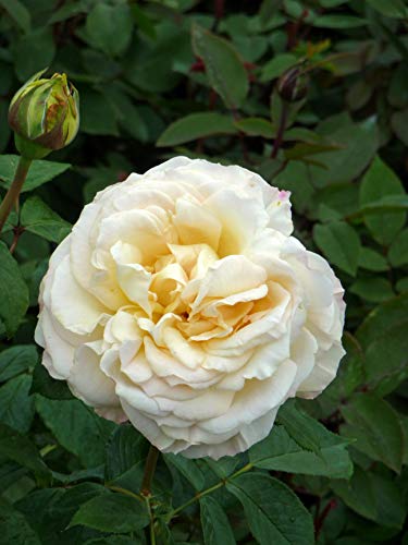 ROSE The BIRTHDAY ROSE- Happy Birthday Potted Rose A Unique Living Plant Gift to Celebrate All Birthday Occasions.