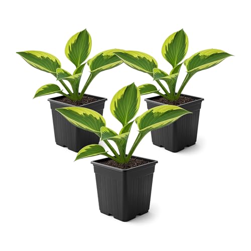 Live Perennial Hosta