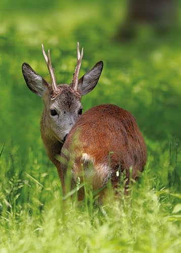 Teneues 9783961715442 Hunting - The Ultimate Book thumb #2