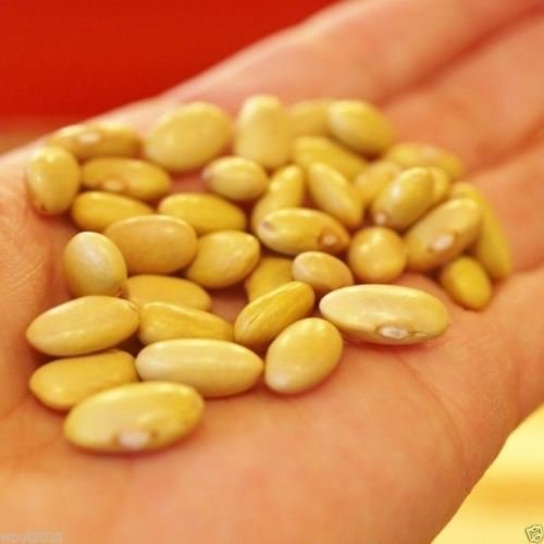 FAGIOLI CANARIE Seme Fagioli (Polo) AkA Mayocoba O Peruano (1/4 Pound) Heirloom!