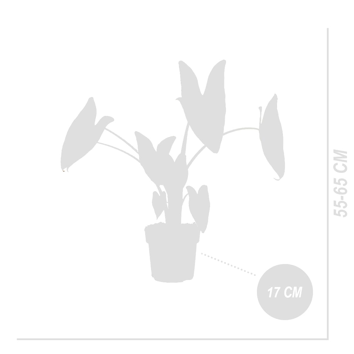 Bloomique - Set di 2 - Alocasia Zebrina - Orecchio di elefante - Piante da appartamento - Purificatrici dell'aria - Altezza 50-70 cm - Vaso da 17 cm