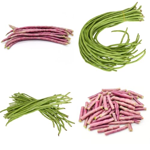 metro de semillas de frijol, espárragos - frijol viejas, exóticas resistentes, camas 55pcs