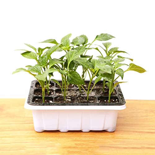 Bomoya Bac à semis à 6/12 trous pour semis - Pour le jardinage à la maison - Kit de semis Cover