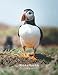 Puffin 8.5" x 11.0" A4 Notebook | Wildlife Photography | 120 Page Lined Notebook: Puffin Photography Notebook: Lined notebook, no margins. (Steven Murphy Photography Products)