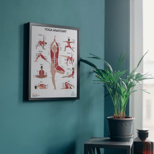 Image of Anatomy Lab 2 PACK Muscular, Yoga Anatomy Poster Set | LAMINATED, Anatomy and Physiology Poster, 17.3 x 22.5 Inches, Muscles Diagram, Workout Set