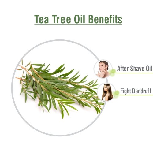 Image of Salvia Tea Tree Oil with Dropper 100% Natural Pure Undiluted Uncut Essential Oil 250ml